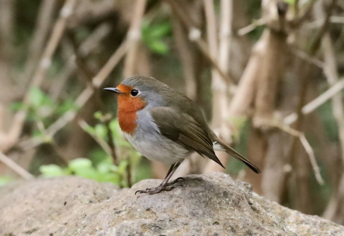 ヨーロッパコマドリ - ML647194835