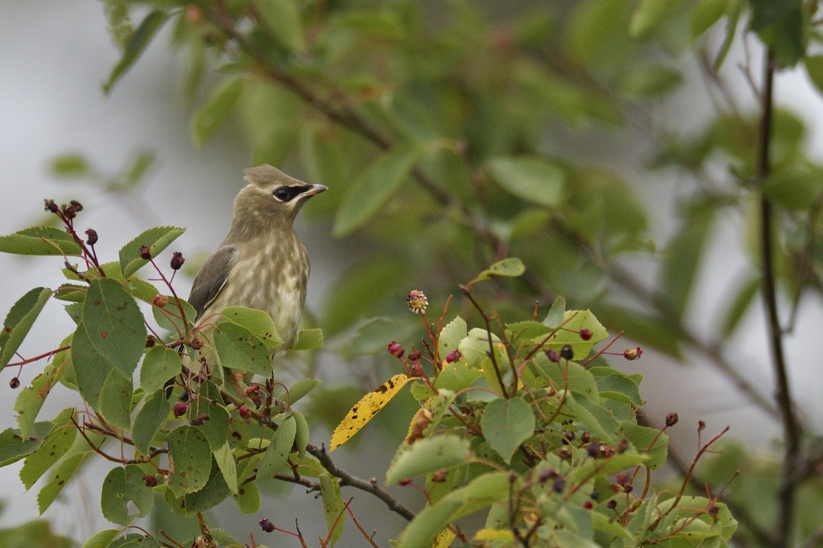 ヒメレンジャク - ML647194837