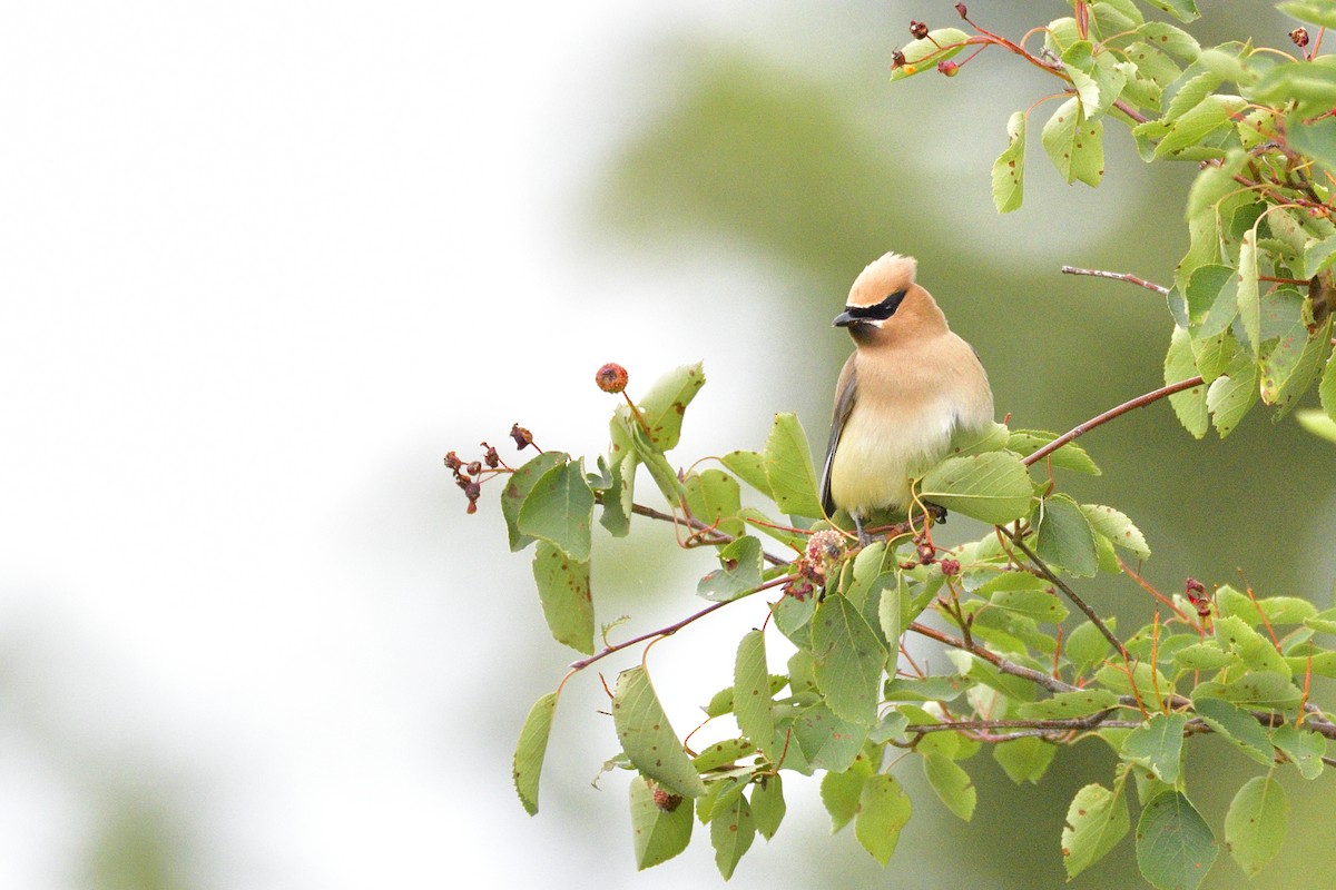 ヒメレンジャク - ML647194838