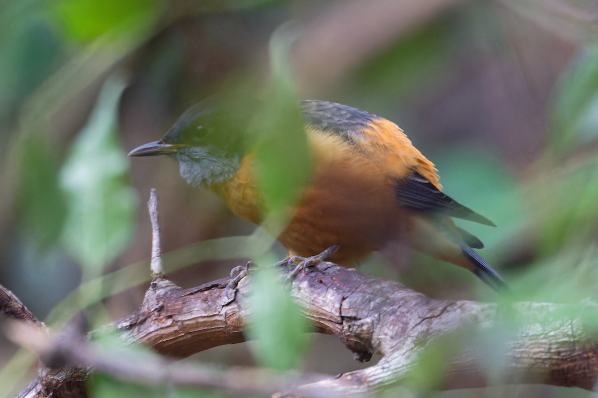 モンツキイソヒヨドリ - ML647194839