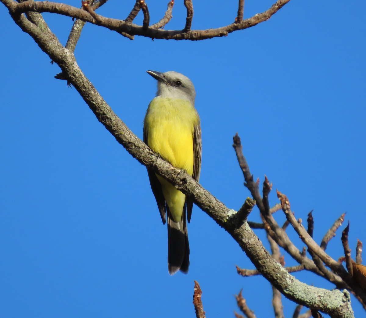 オリーブタイランチョウ - ML647194840