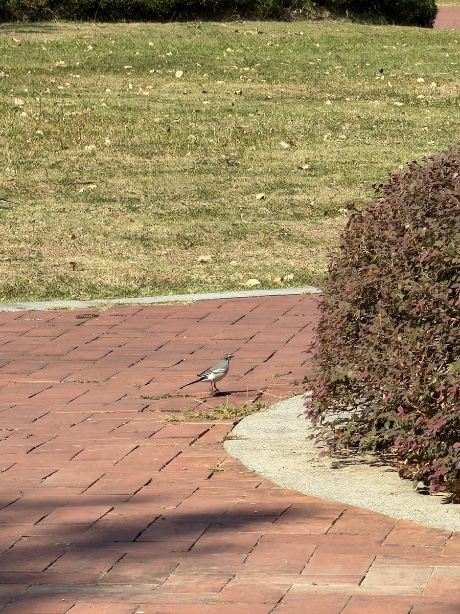 ハクセキレイ - ML647194841