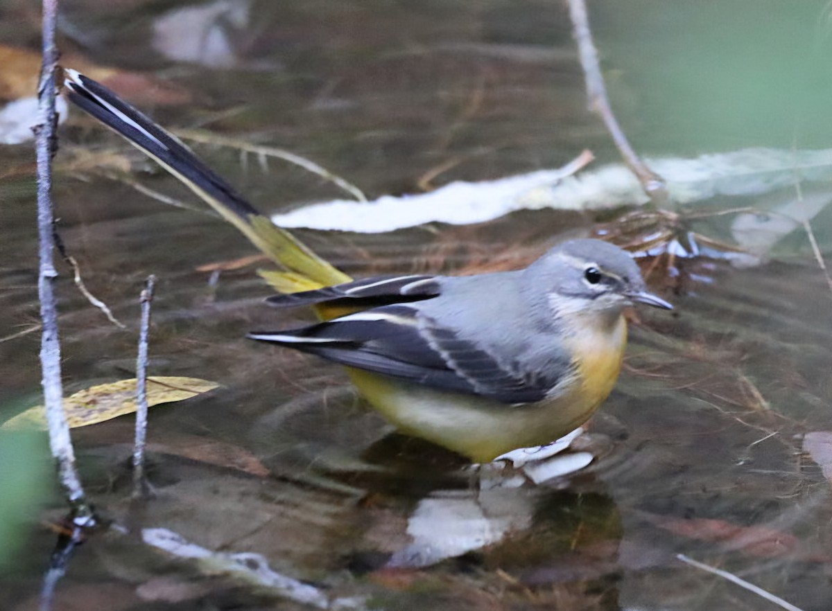 キセキレイ - ML647194843