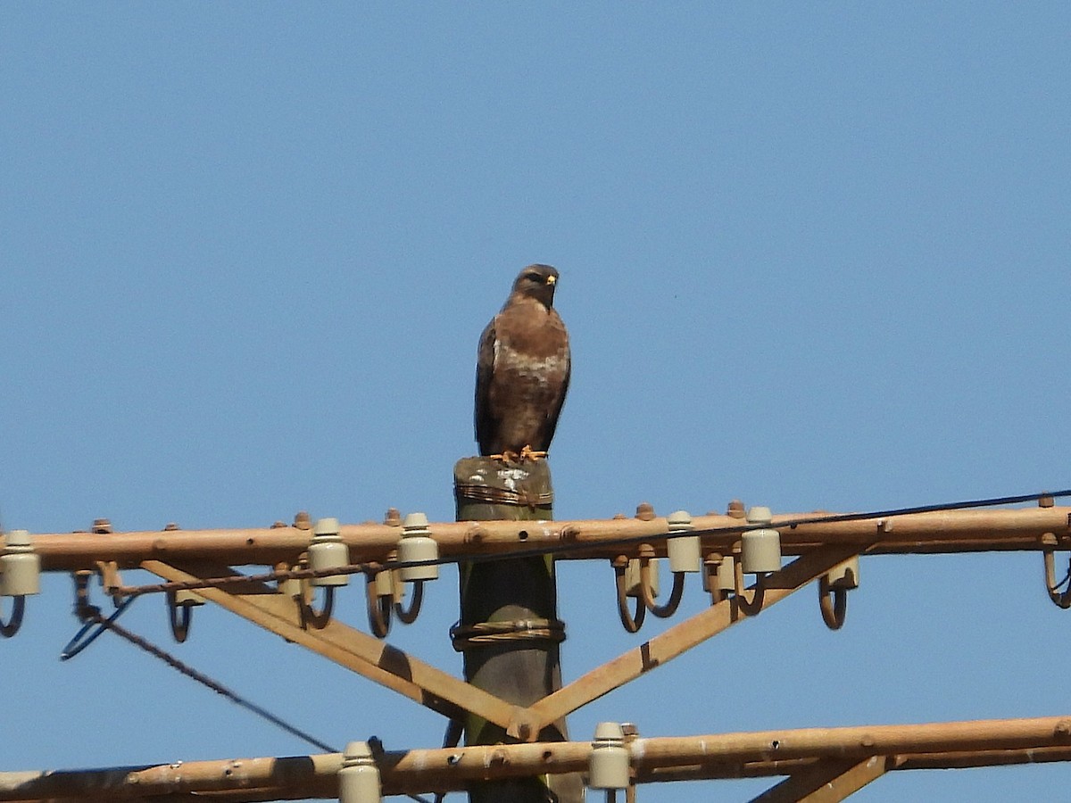 ヨーロッパノスリ - ML647194844