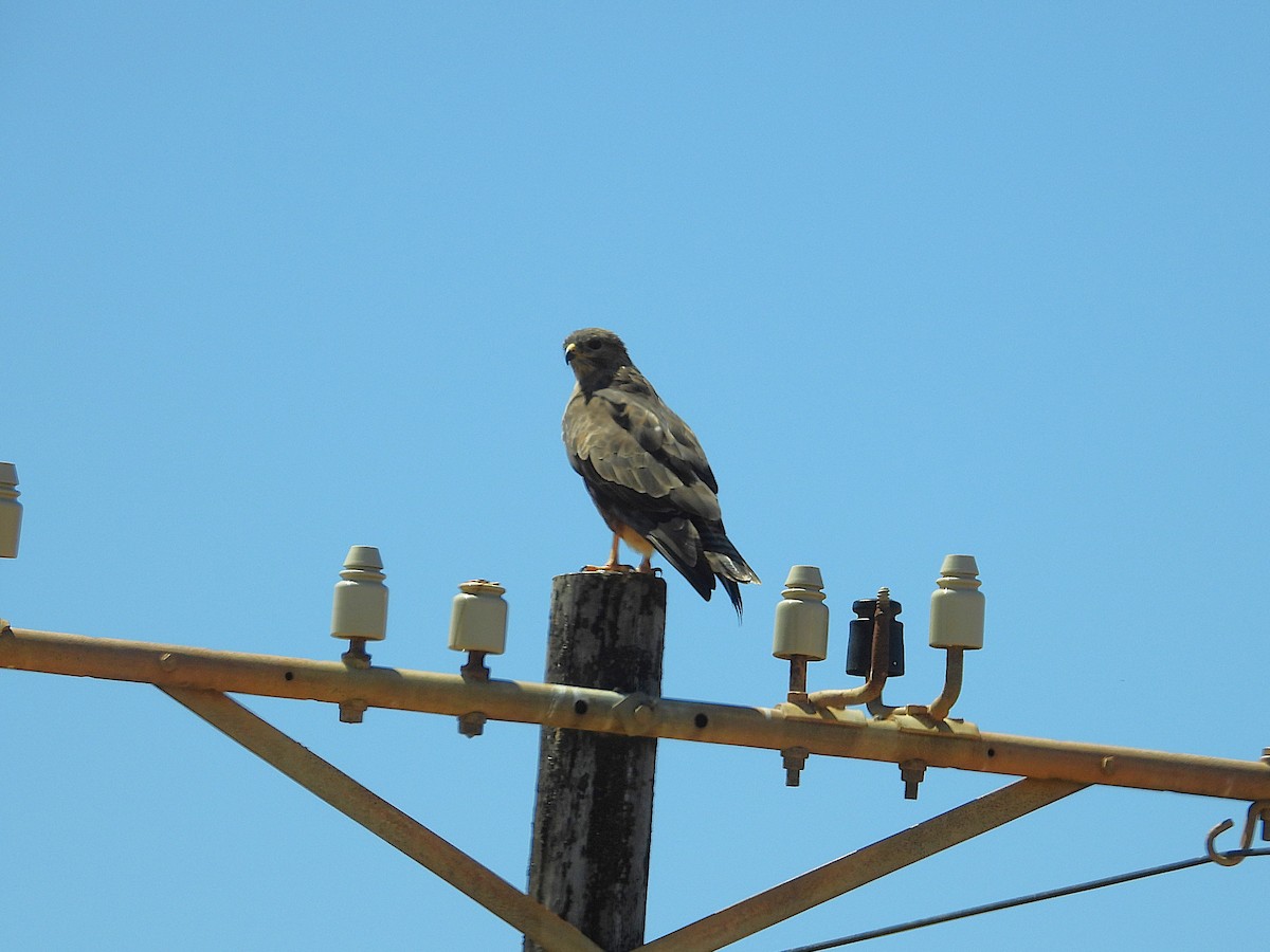 ヨーロッパノスリ - ML647194845