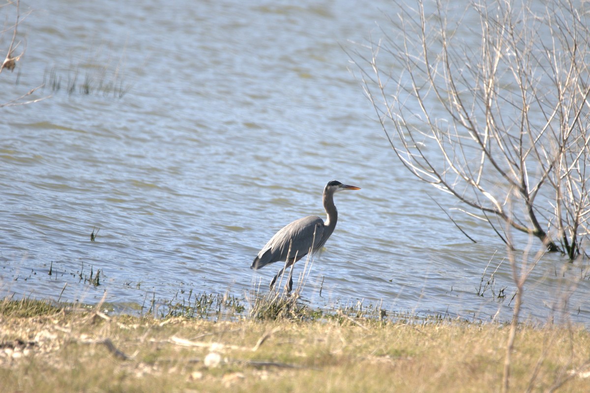 オオアオサギ - ML647194847