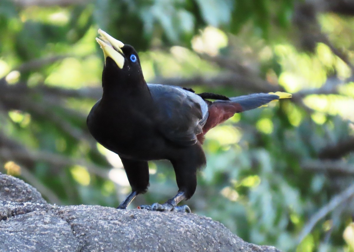 カンムリオオツリスドリ - ML647194848