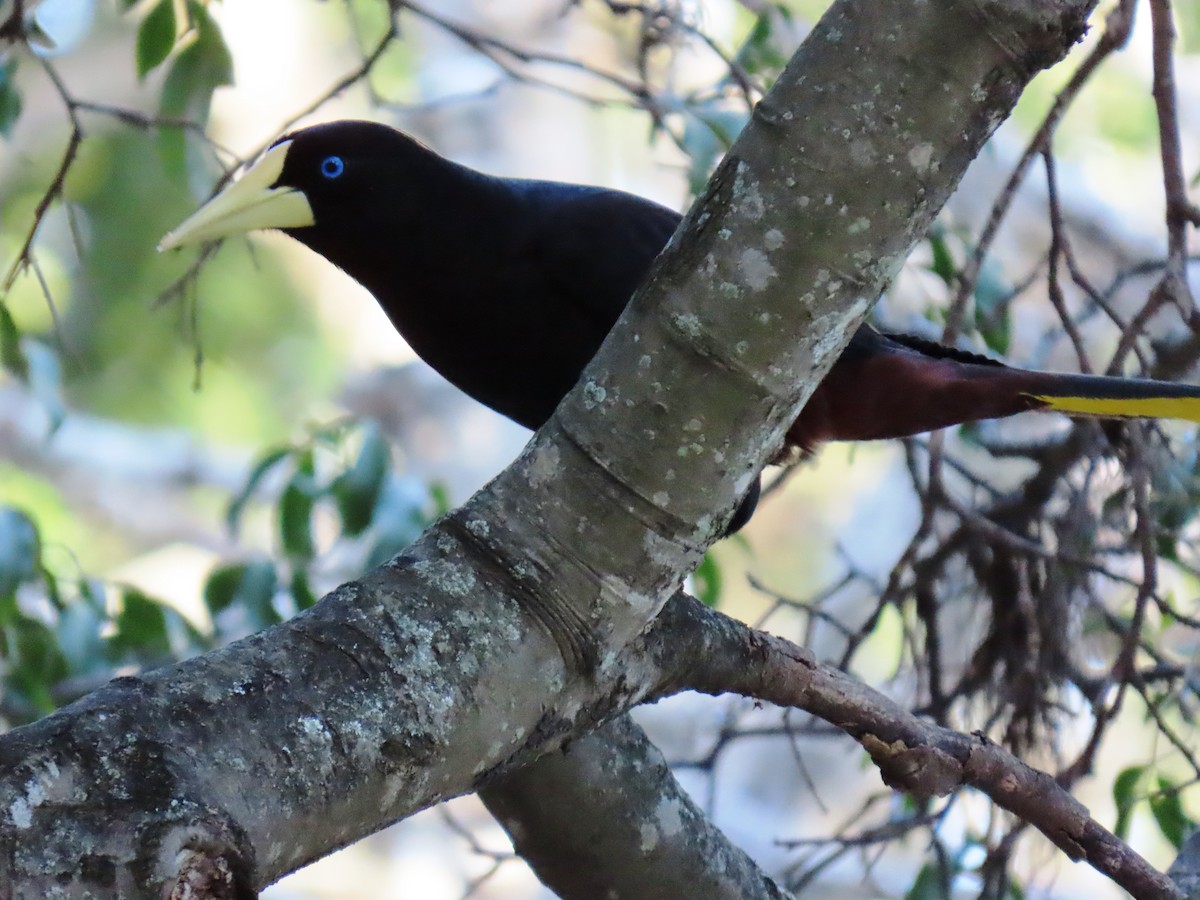 カンムリオオツリスドリ - ML647194849