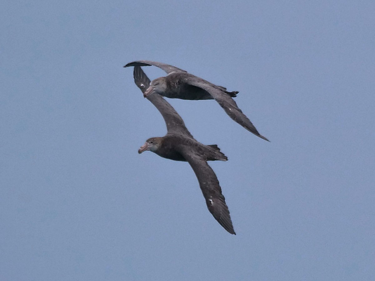 キタオオフルマカモメ - ML647194851