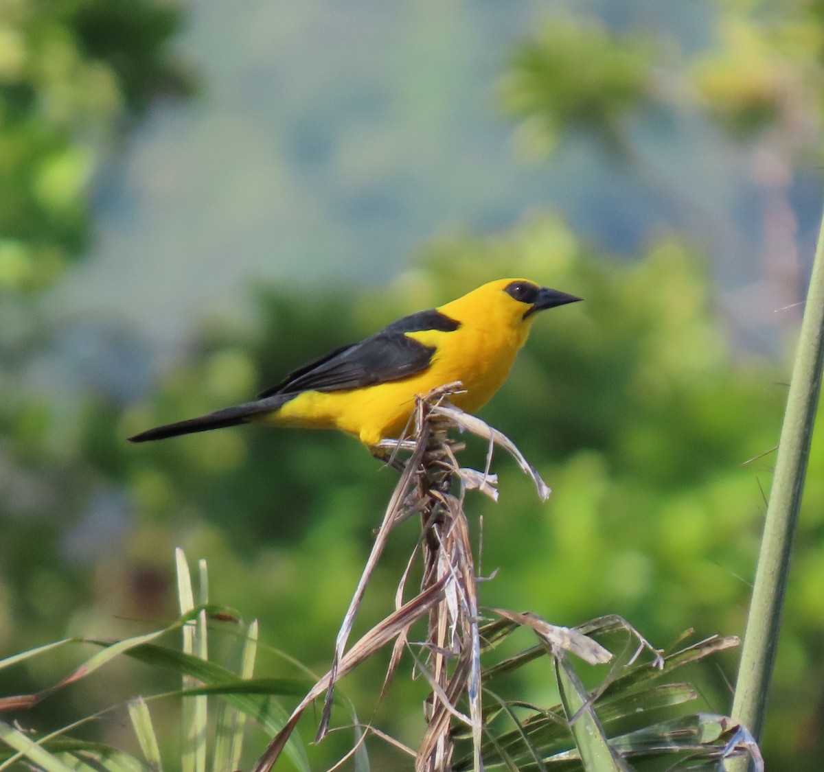 オオムクドリモドキ - ML647194854