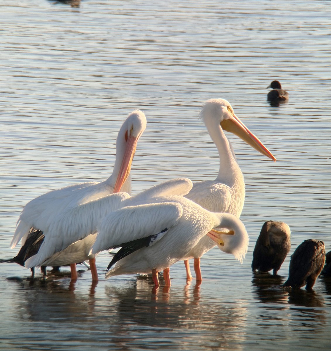 Pélican d'Amérique - ML647194864