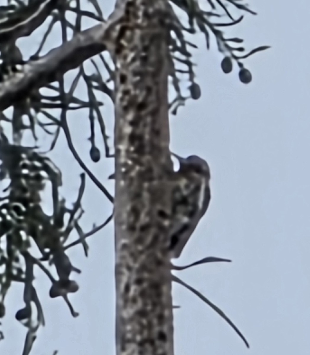 Pic à poitrine rouge - ML647194865