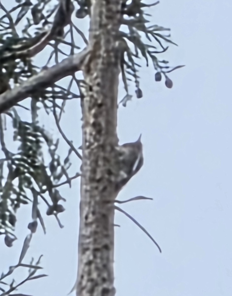 Pic à poitrine rouge - ML647194866