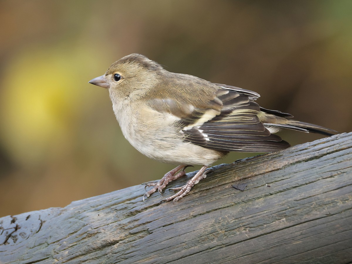 Pinson des arbres - ML647194867