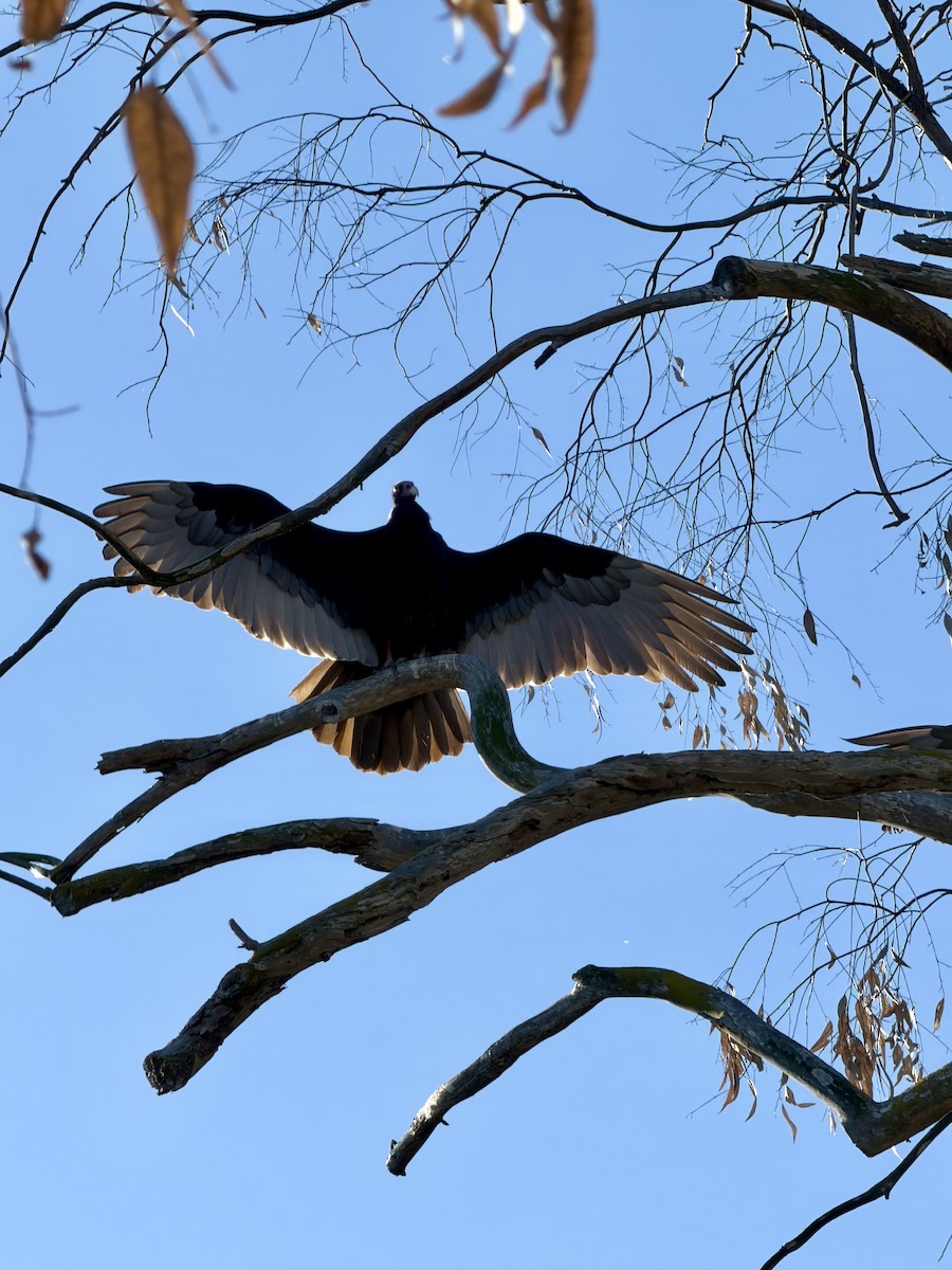 Urubu à tête rouge - ML647194868