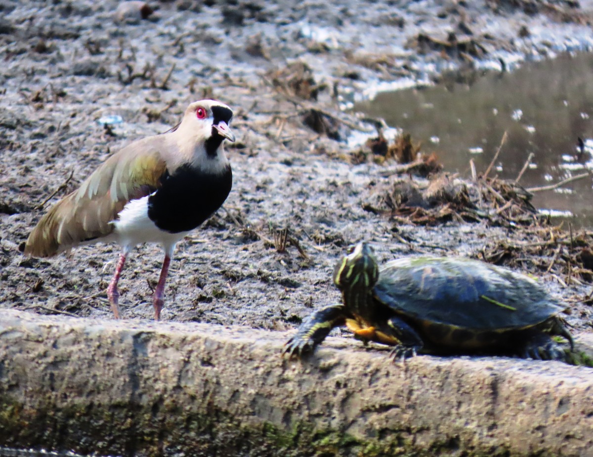 Vanneau téro - ML647194874