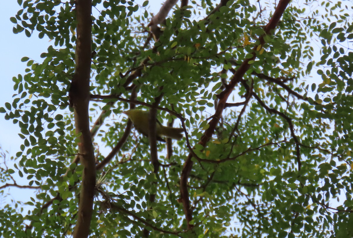 Tangara guira - ML647194880