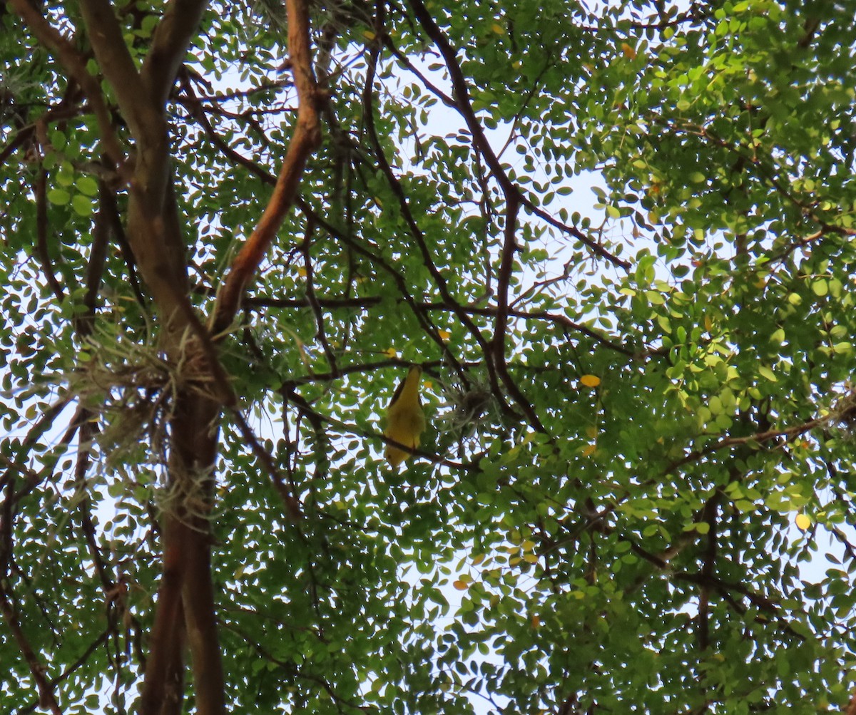 Tangara guira - ML647194881