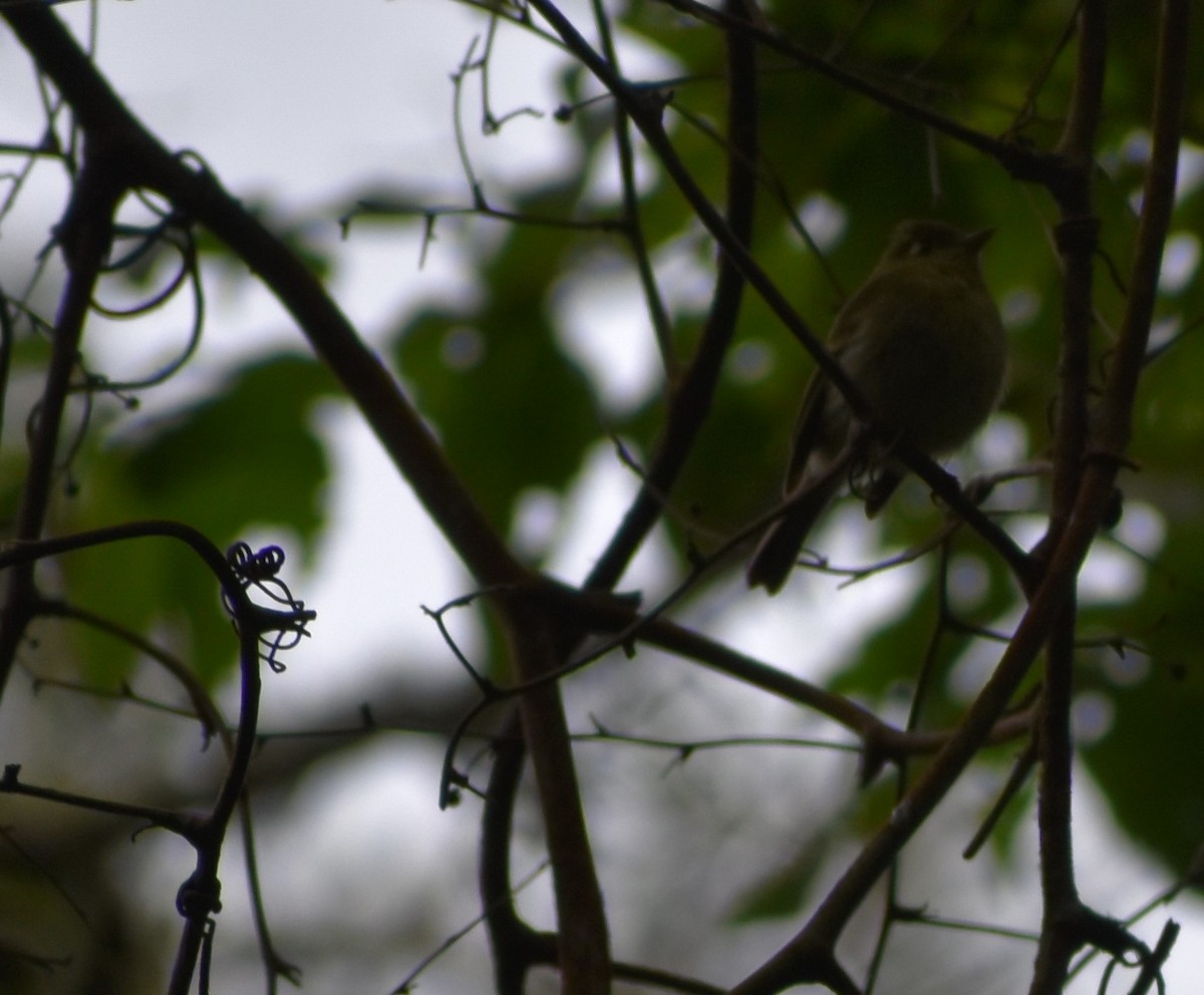 Moucherolle jaunâtre - ML647194886