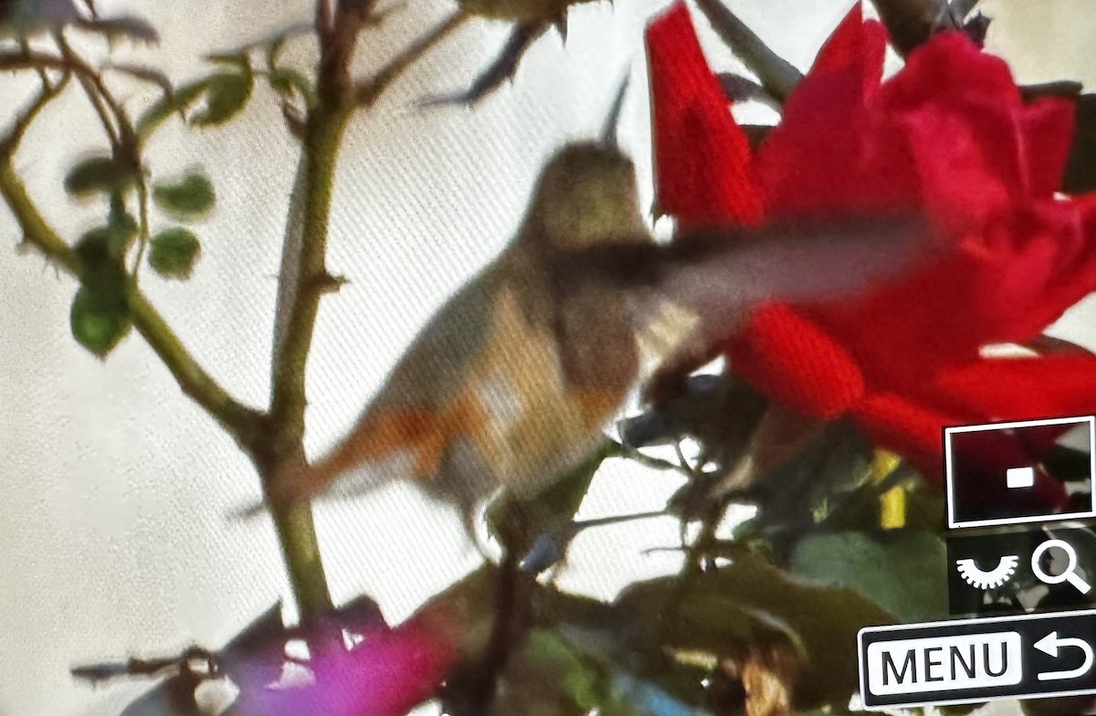 Colibri roux ou C. d'Allen - ML647194889