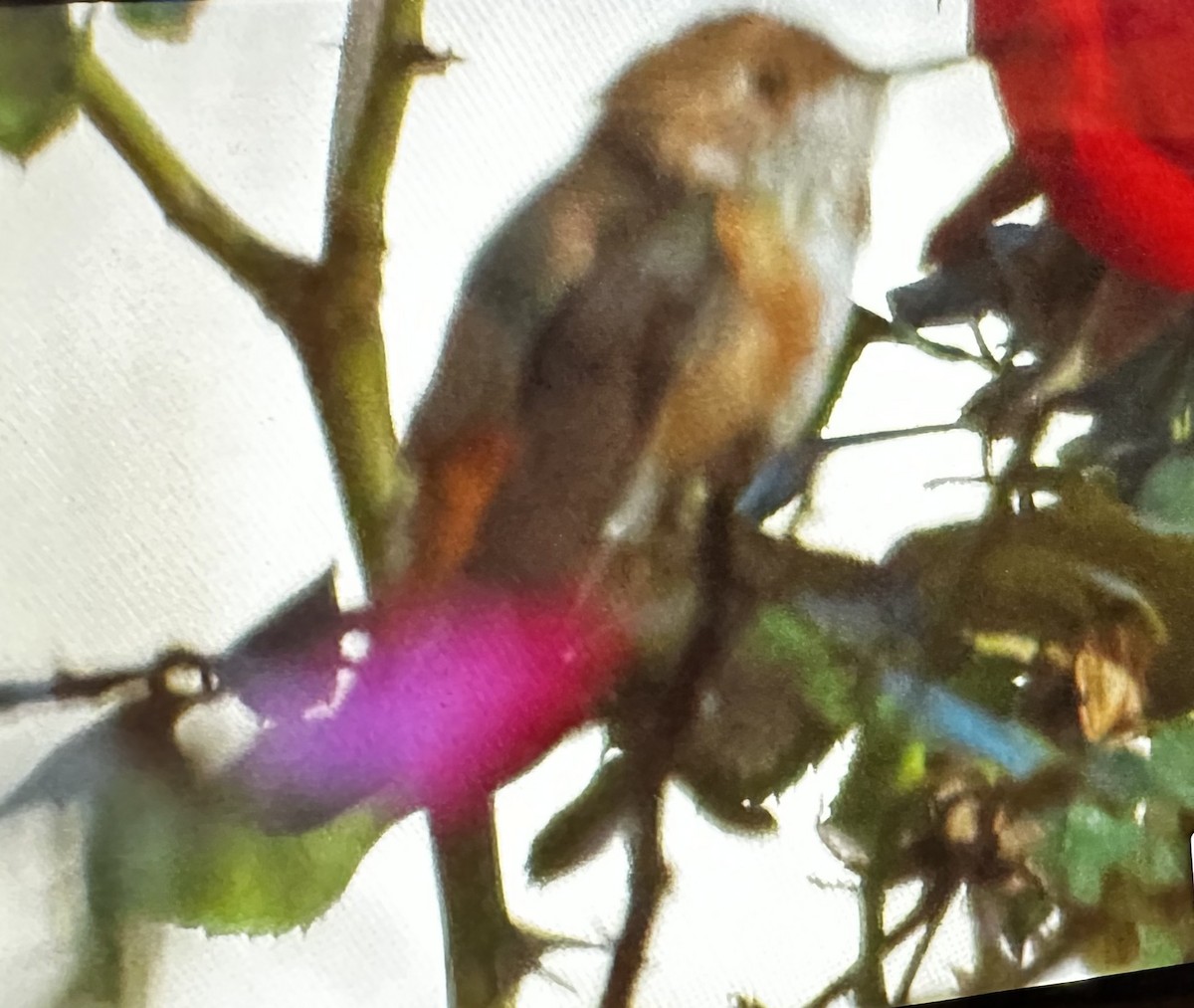 Colibri roux ou C. d'Allen - ML647194890