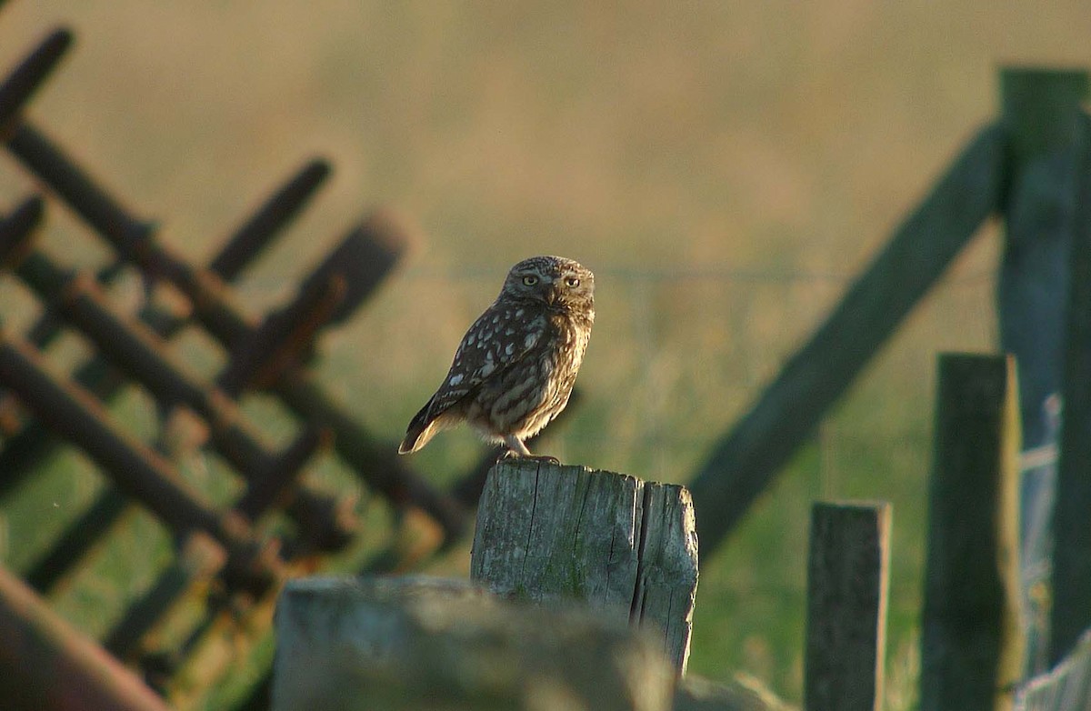 Chevêche d'Athéna - ML647194891