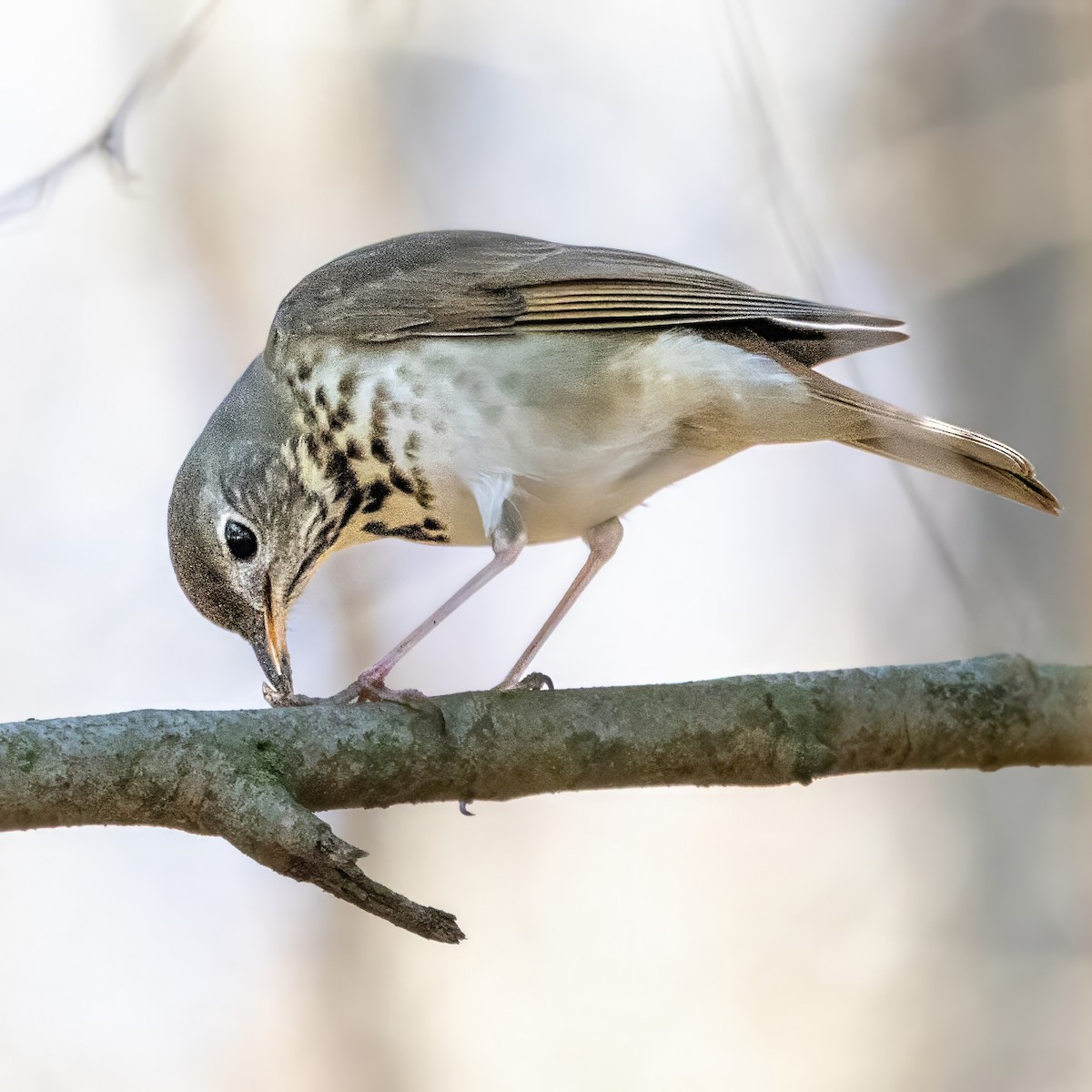 Grive solitaire - ML647194892