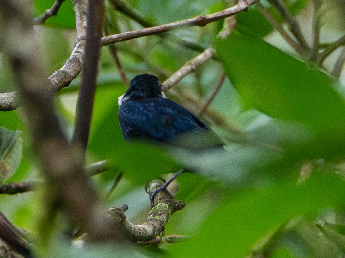Manakin à fraise - ML647194895