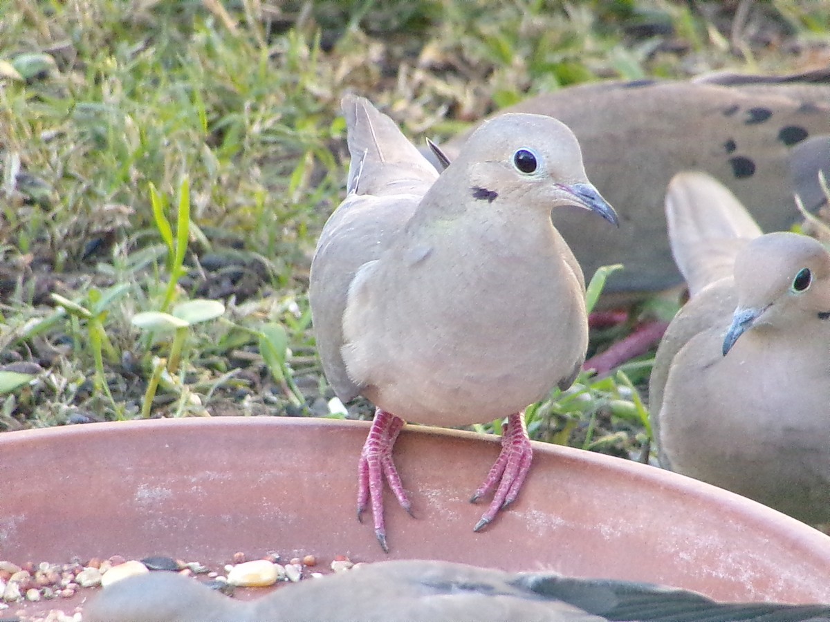 Tourterelle triste - ML647194896