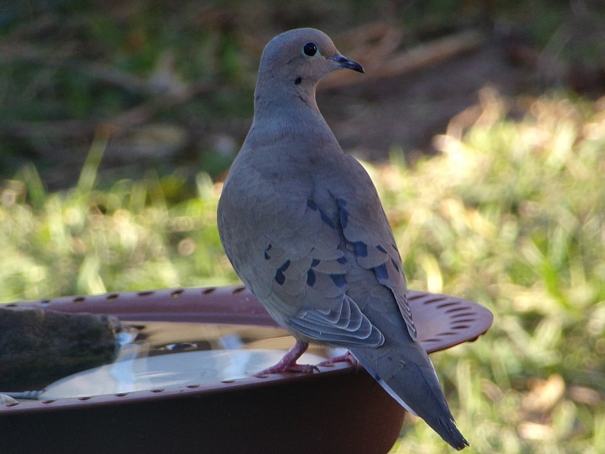 Tourterelle triste - ML647194897