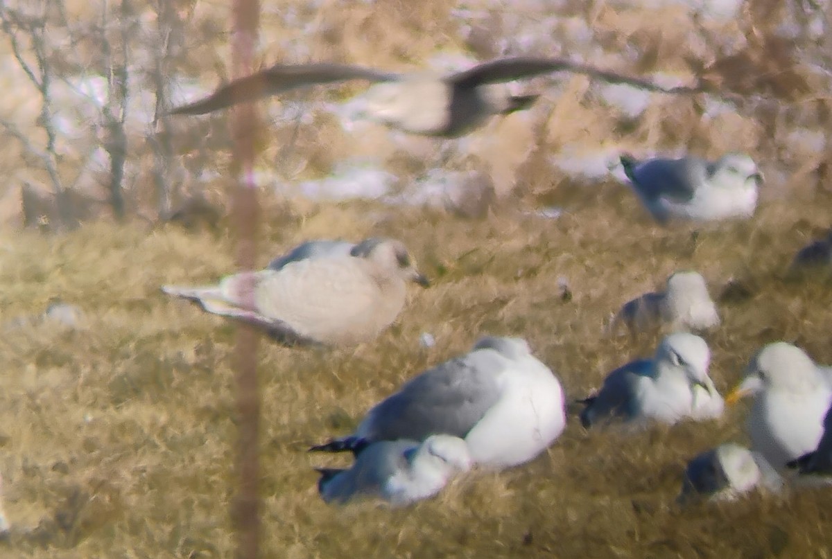 Goéland arctique - ML647194898