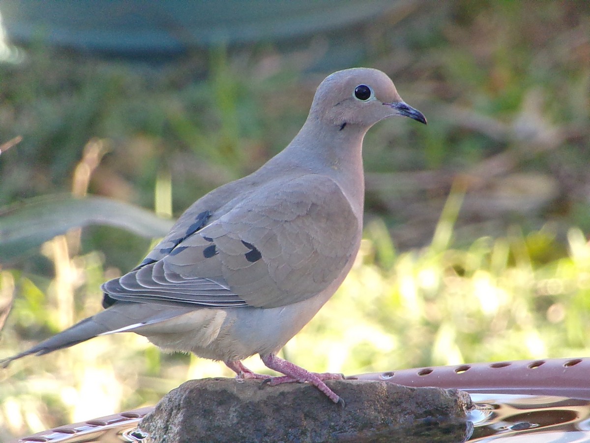 Tourterelle triste - ML647194899