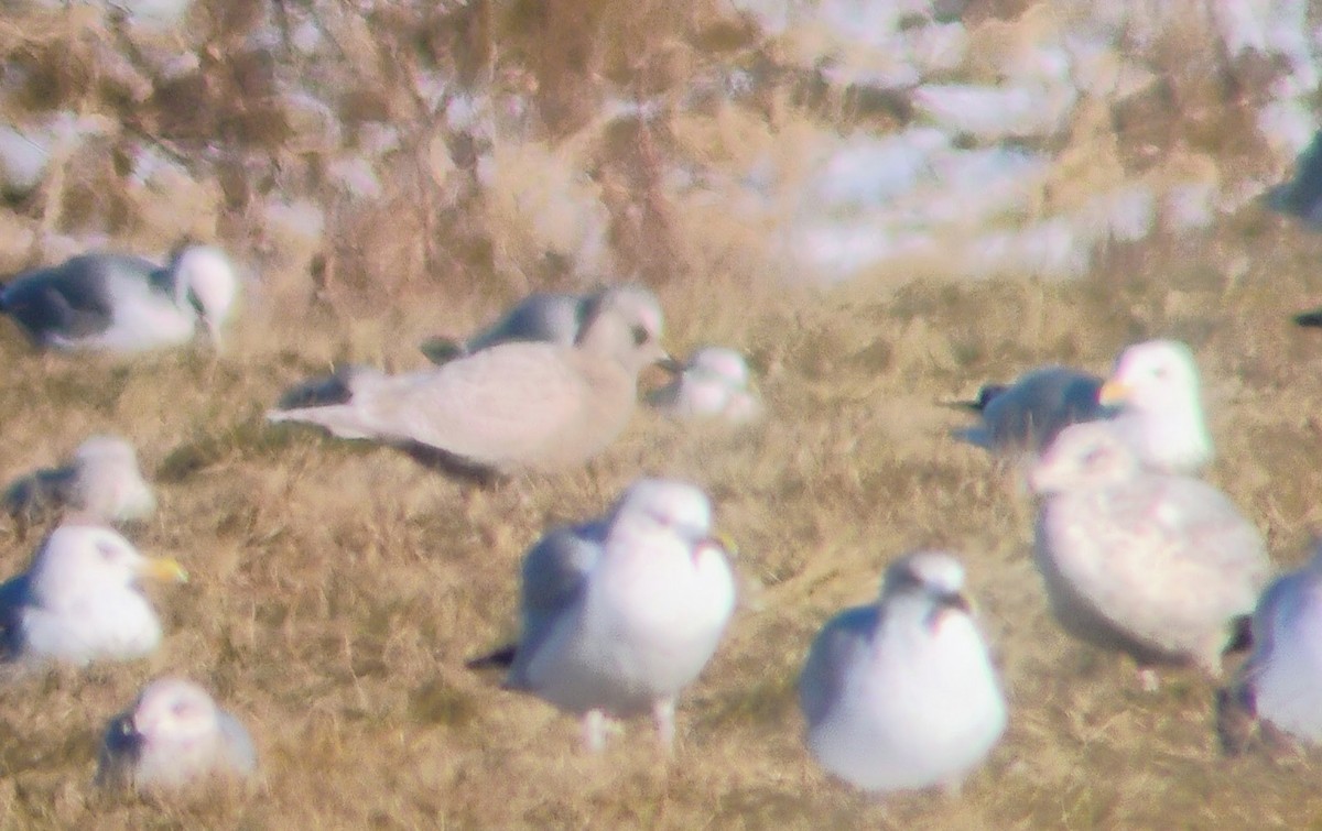 Goéland arctique - ML647194905