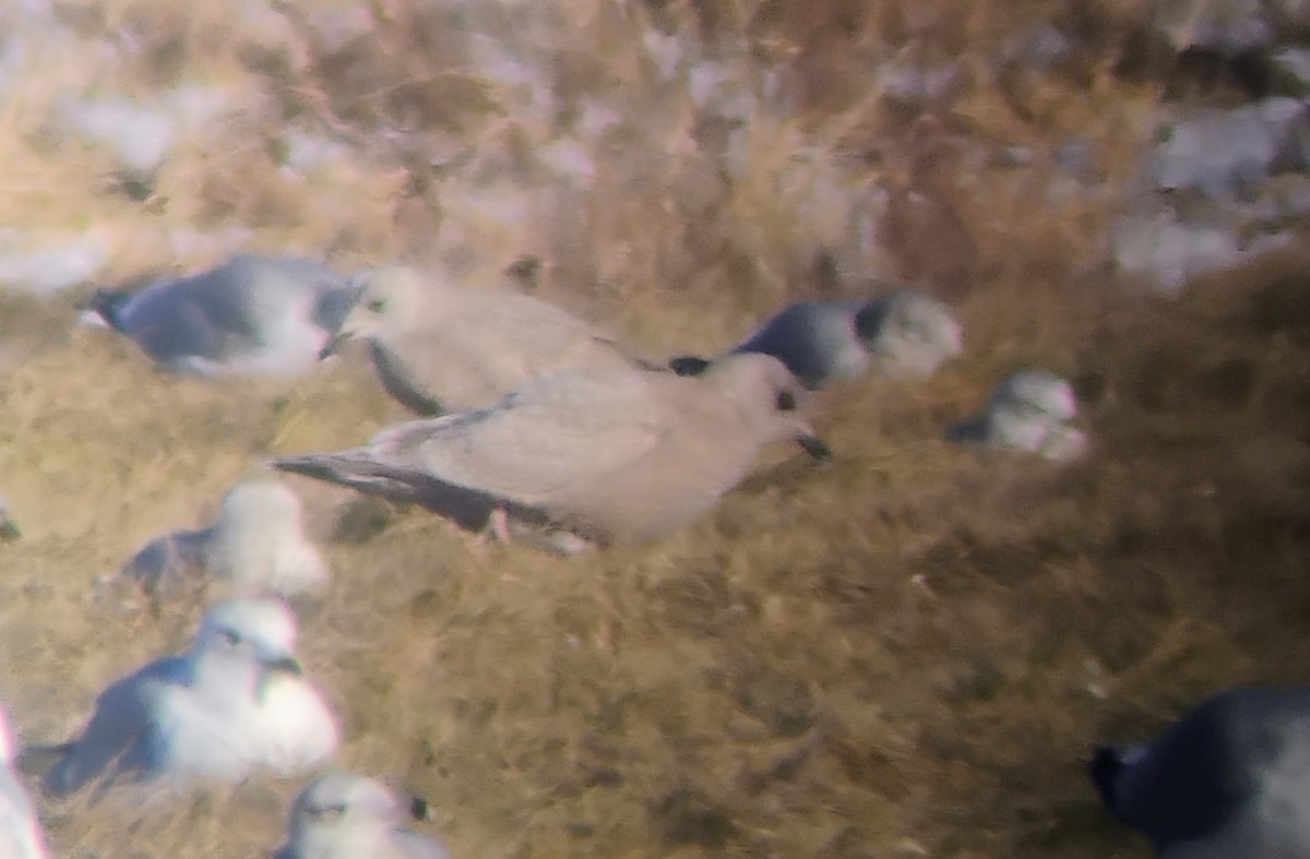 Goéland arctique - ML647194906