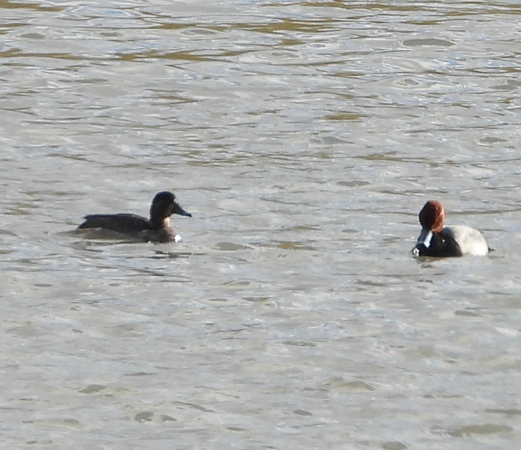 Fuligule à tête rouge - ML647194907