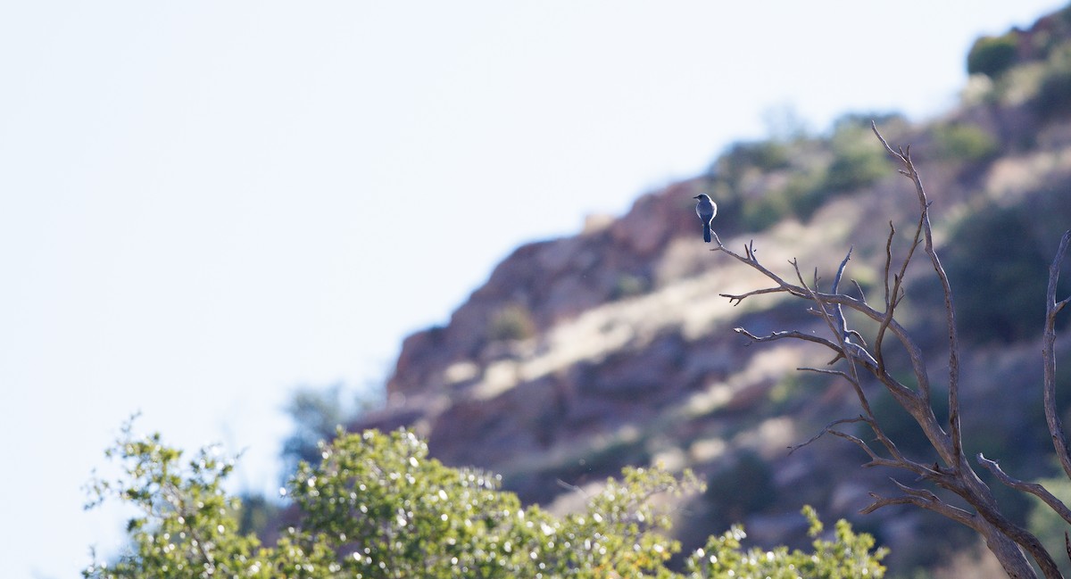 Geai de Woodhouse (groupe woodhouseii) - ML647194908