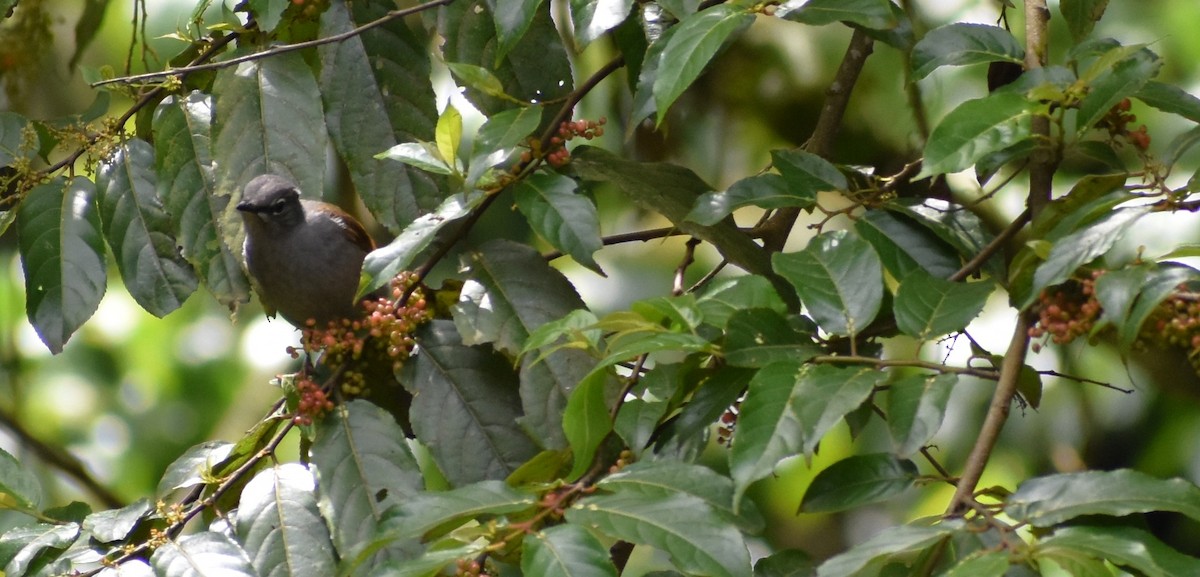 Solitaire à dos brun - ML647194909