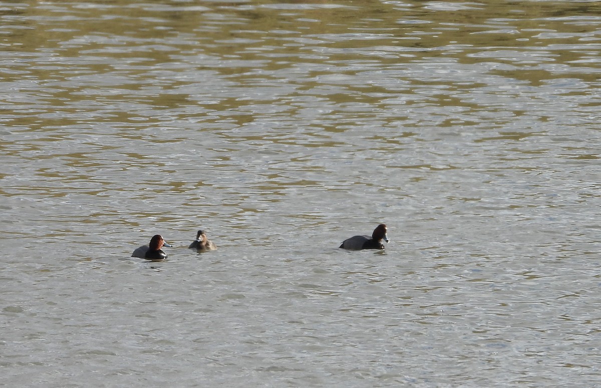 Fuligule à tête rouge - ML647194910