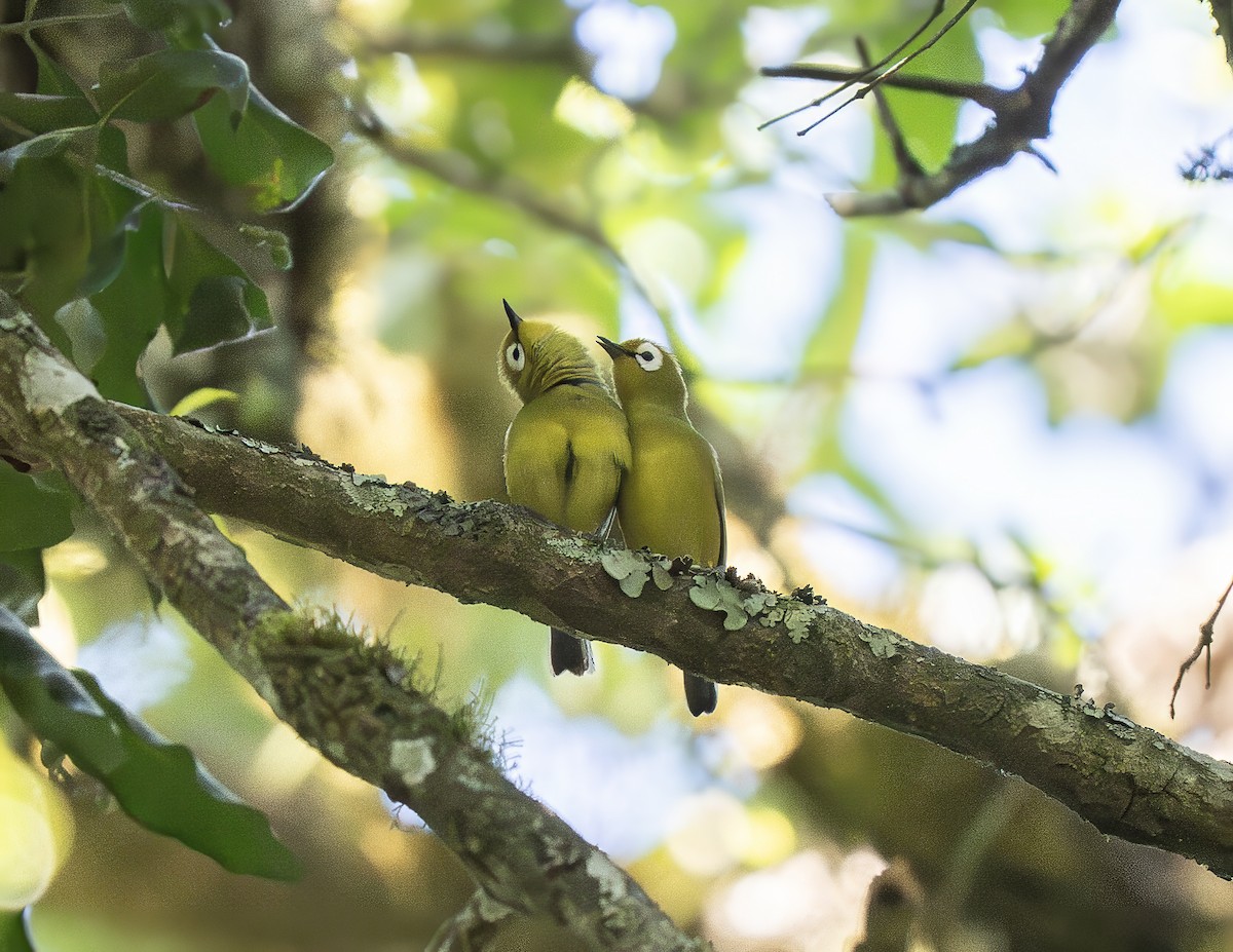 Zostérops du Kilimandjaro - ML647194911