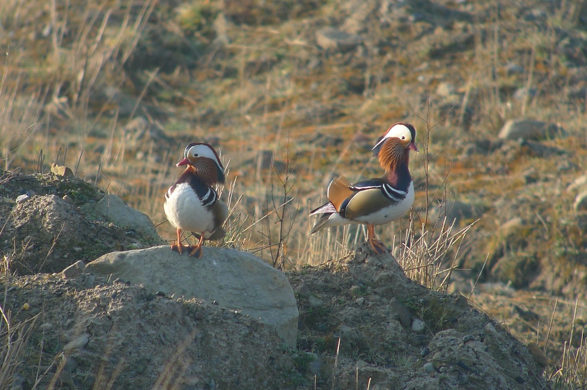 Canard mandarin - ML647194912