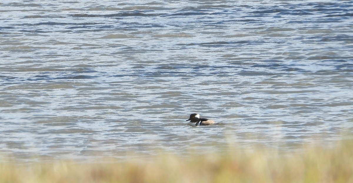 Harle couronné - ML647194914