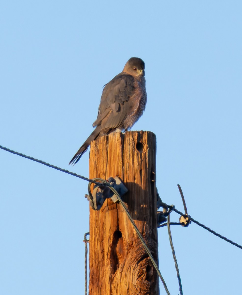 Cooper's Hawk - ML647194918