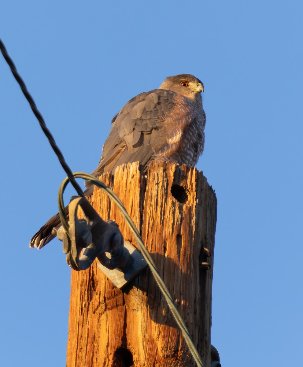 Cooper's Hawk - ML647194919
