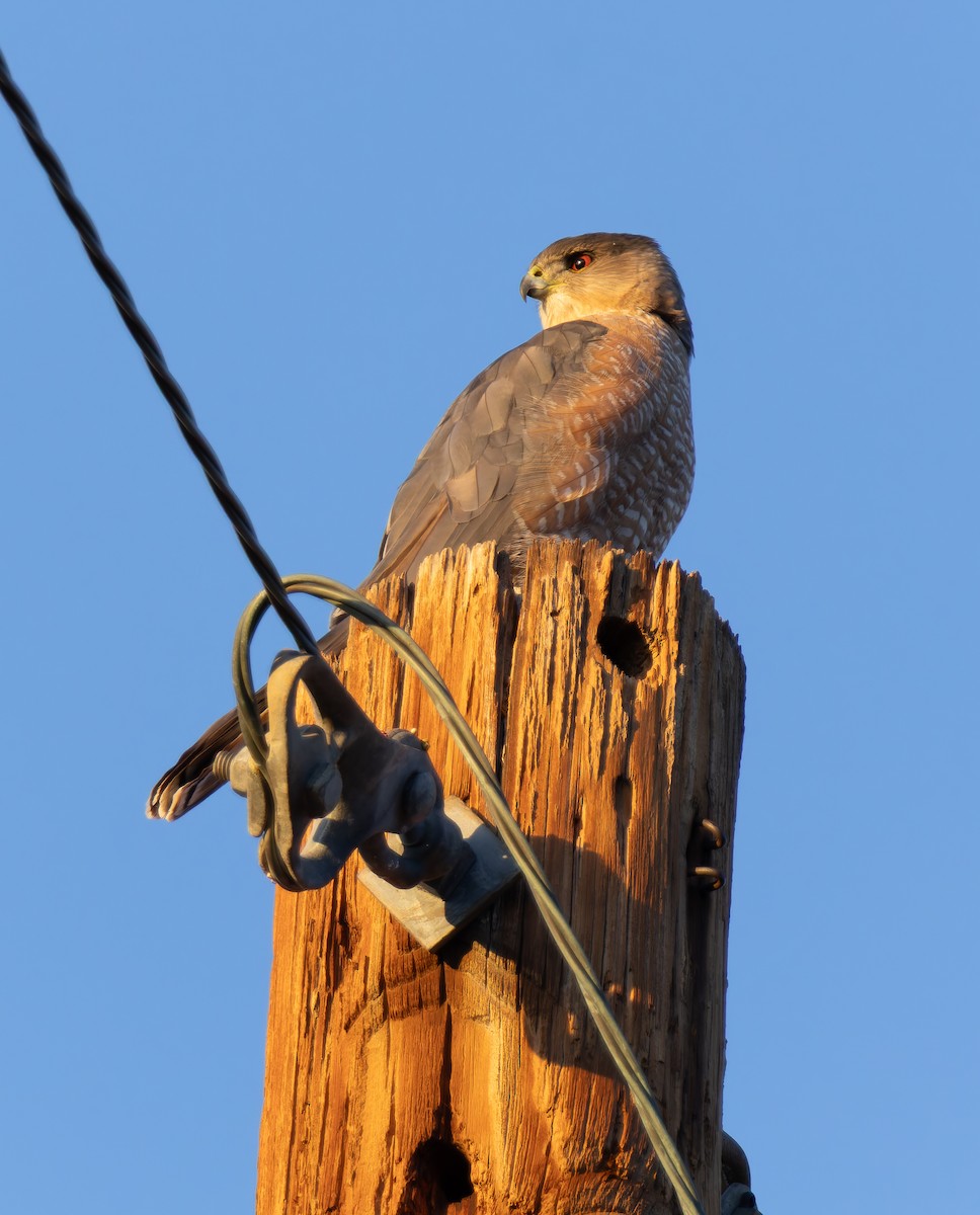 Cooper's Hawk - ML647194920