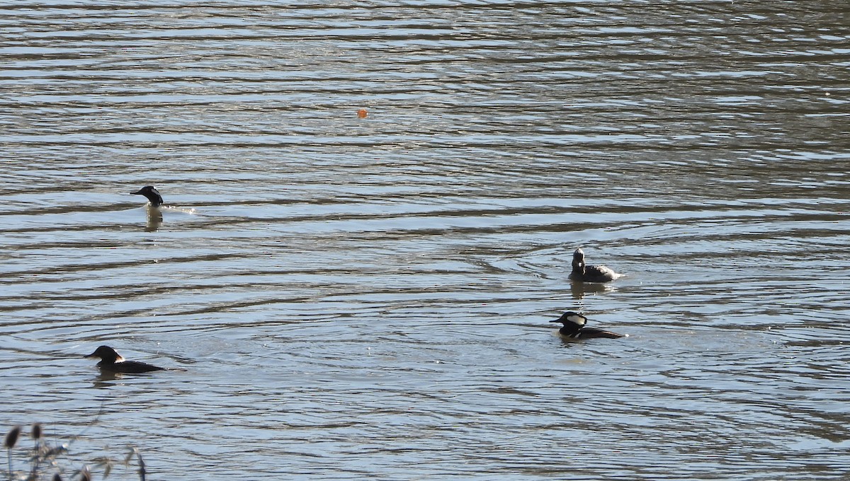 Hooded Merganser - ML647194923
