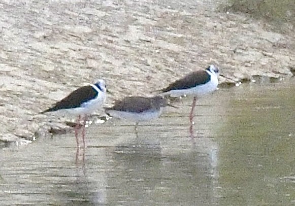 Greater Yellowlegs - ML647194926