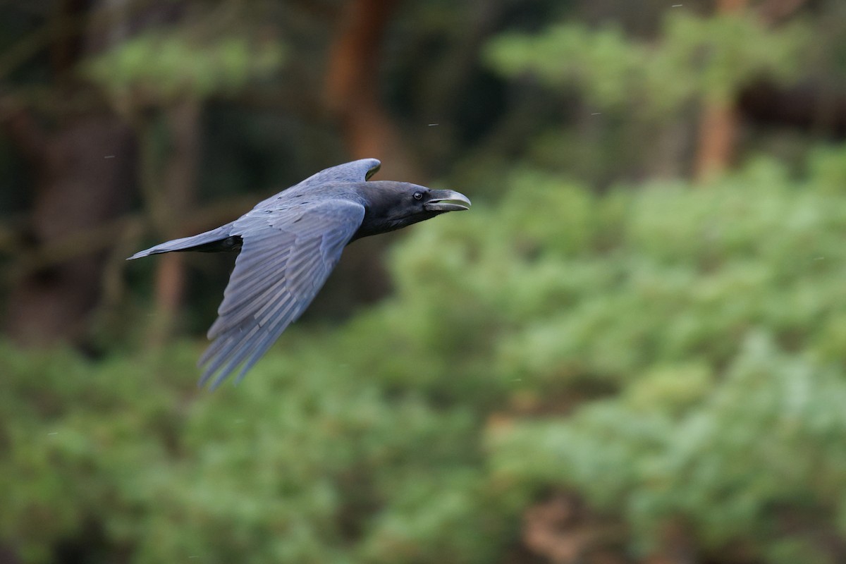 Common Raven - ML647194928