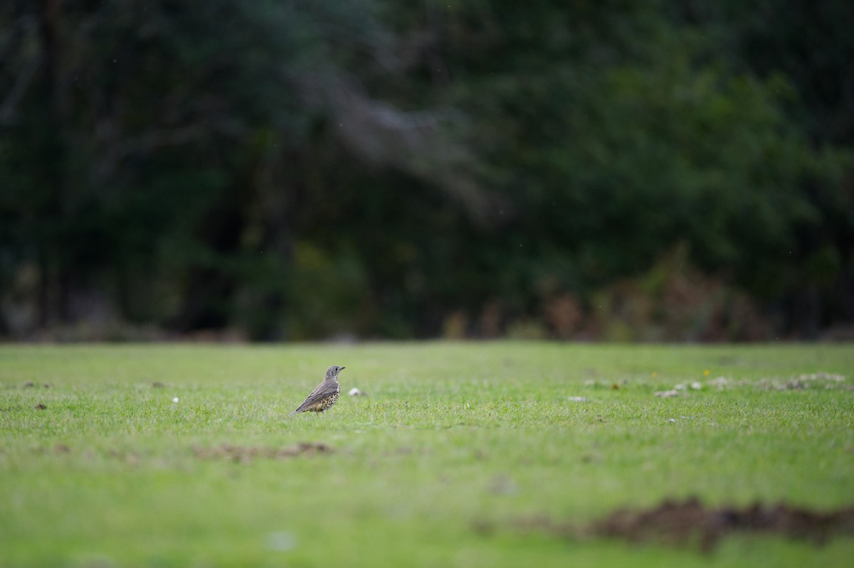 Grive draine - ML647194933