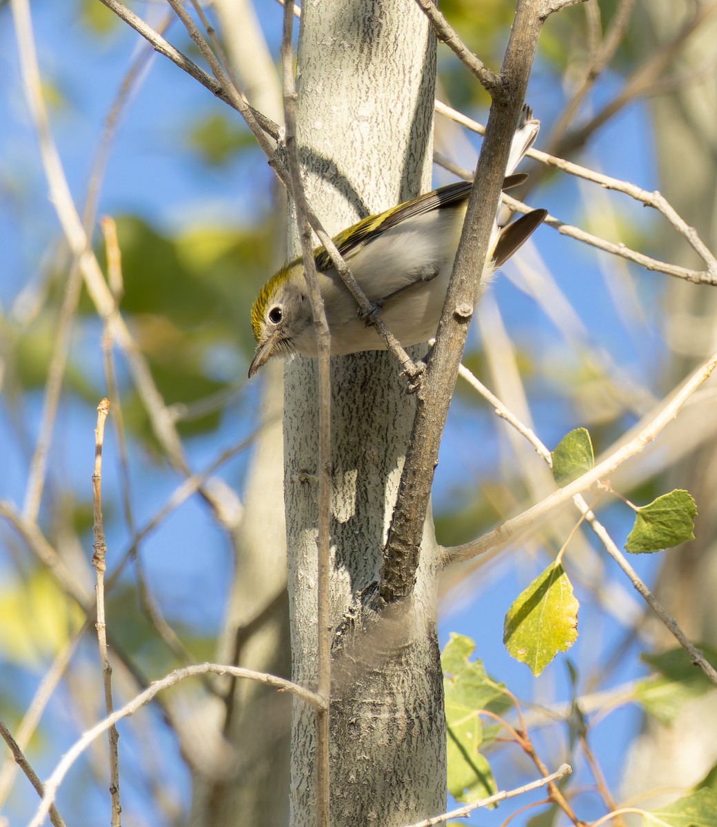 lesňáček rezavoboký - ML647194944