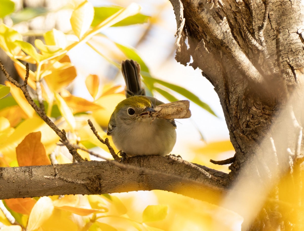 lesňáček rezavoboký - ML647194955